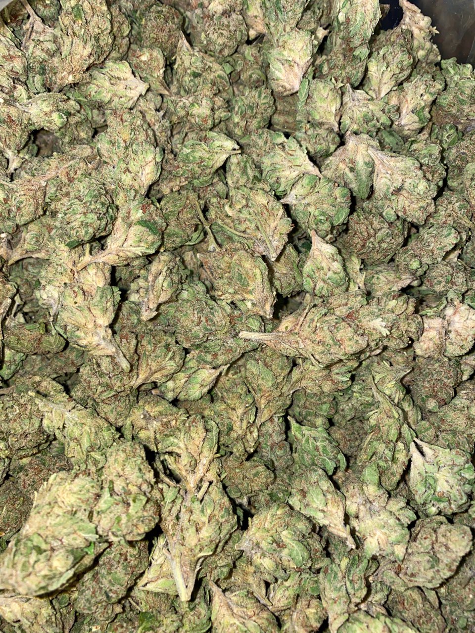 Jack Herer Strain