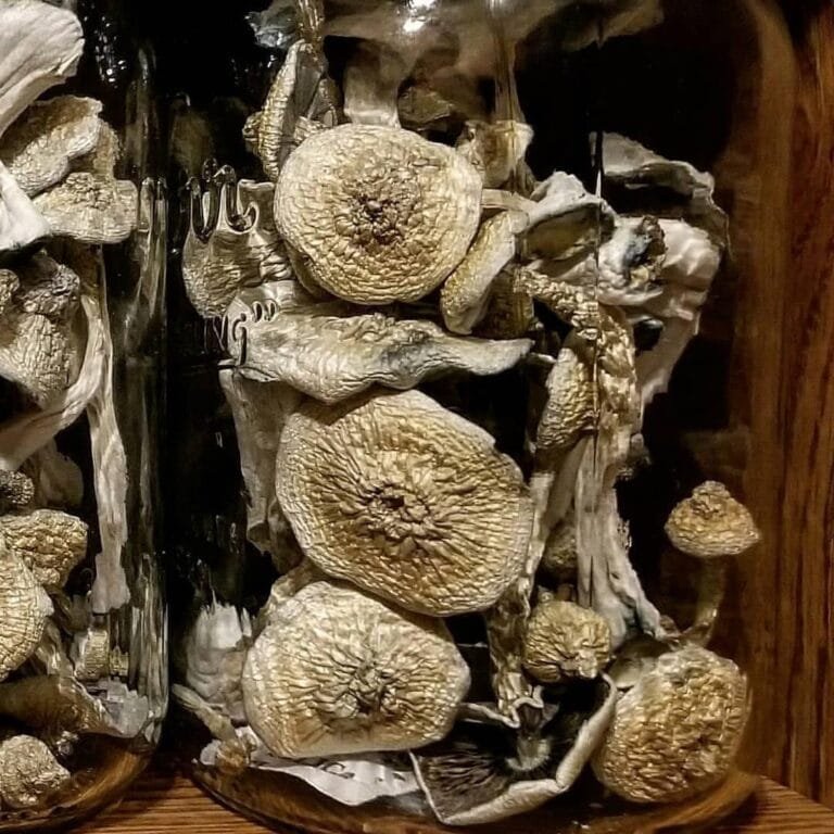 Psilocybe Cyanescens Mushroom