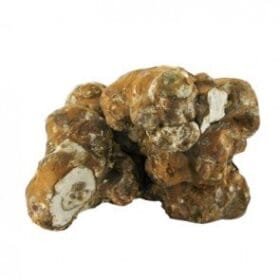 Psilocybe Tampanensis