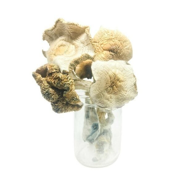 Psilocybe weilii Mushroom