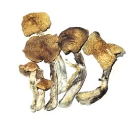 Mckennaii Cubensi