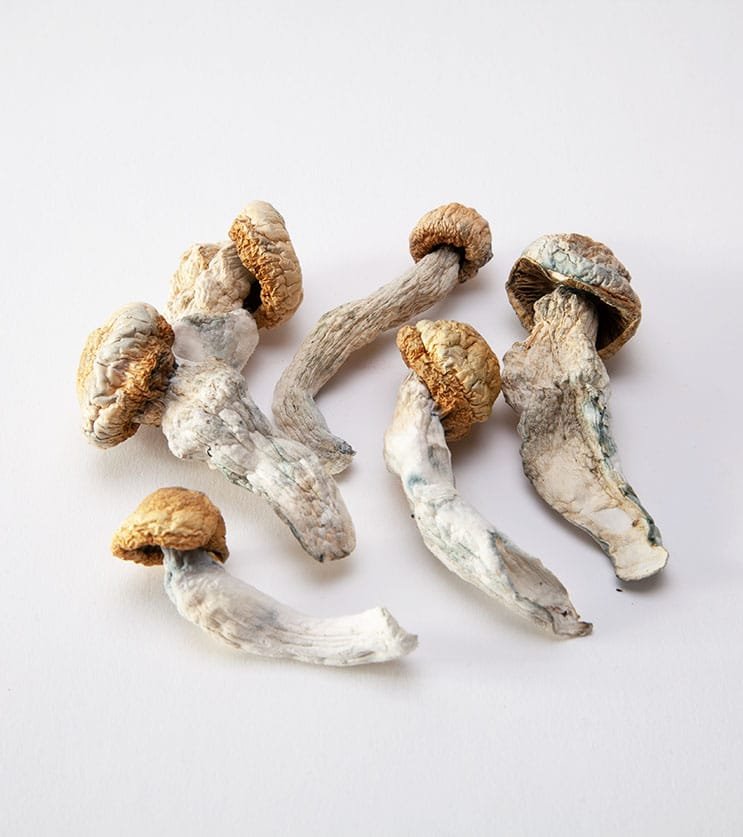 Penis Envy Magic Mushrooms