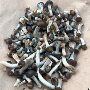 Psilocybe Baeocystis Mushroom