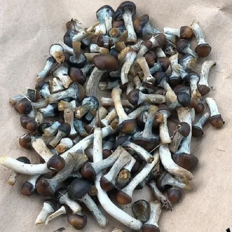 Psilocybe Baeocystis Mushroom