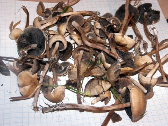 Psilocybe Liniformans Var Mushroom