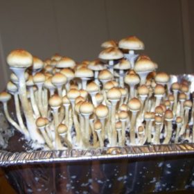 Blue Meanie x B+ Magic Mushrooms