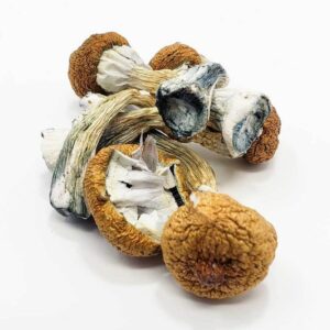 Blue Meanie Mushrooms