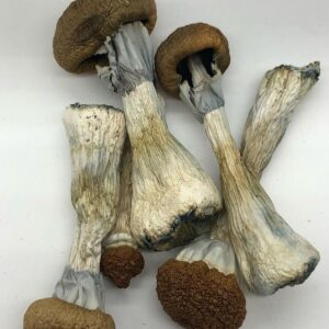 Golden Teacher Mushroom