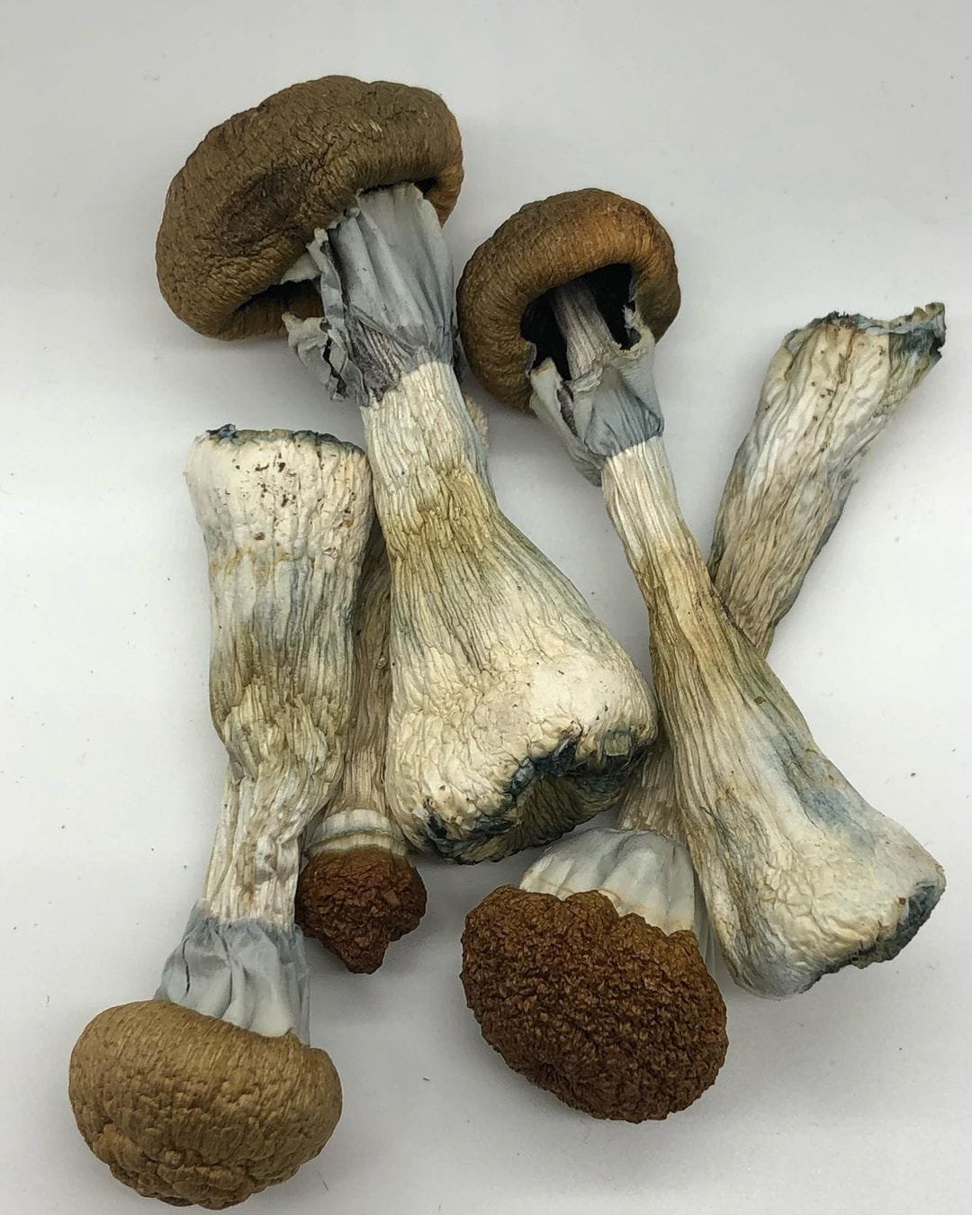 Golden Teacher Mushroom