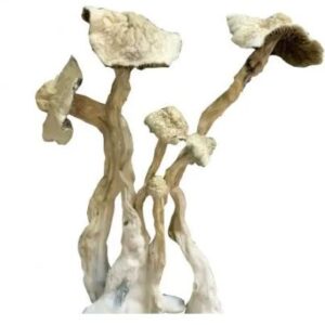 Albino A+ Mushroom