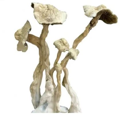 Albino A+ Mushroom