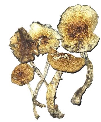 Amazonian Cubensis