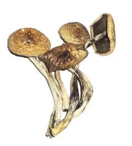 B+ Cubensis