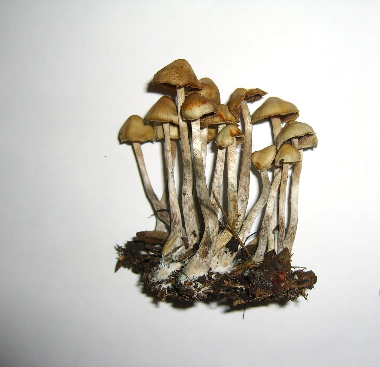 Psilocybe Cyanofibrillosa Mushroom