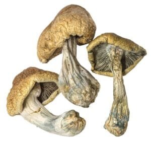Cambodian Gold Magic Mushrooms - Image 2